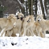 Важность волков в экосистеме