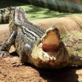 Нетрезвый турист едва не стал добычей крокодила в зоопарке Канкуна