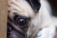 75836c450 200x133 Карта сайта