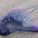 Ядовитые медузы атаковали пляжи Пхукета
