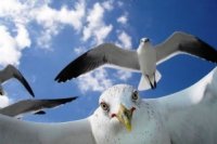 784af8236 200x133 Карта сайта