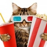 Первый в мире кинотеатр с кошками появится в Лондоне