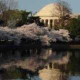 Фестиваль цветения сакуры пройдет в Вашингтоне
