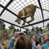 Зоопарк в Крайстчерче предлагает посмотреть на львов из клетки