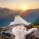 Овцы продемонстрируют туристам красоты Норвегии