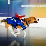 Нидерландская авиакомпания трудоустроила пса по кличке Шерлок