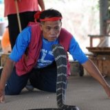 Заклинатели змей и змеиные бои в Таиланде
