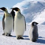 Почему у пингвинов не мерзнут ступни?