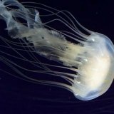 12 интересных фактов о медузах
