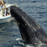 Гавайи выдают гарантию на китов