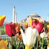 Фестиваль тюльпанов пройдет в Стамбуле