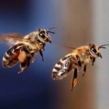 Самолет подвергся атаке тысяч пчел во Внуково