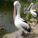 10 фактов о пеликанах