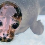 В Аквариуме Олесунна поселятся 15 тюленей