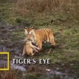 Глаз тигра (Tiger's Eye)