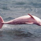 В бассейне реки Амазонка можно увидеть розовых дельфинов
