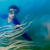 Пляжи Хуа-Хина закрыты из-за медуз