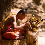 Погладить хищника можно в храме тигров в Таиланде