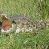 Крокодил напал на купавшегося в озере туриста в Уганде