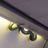 Змея оказалась на борту самолета в Мексике