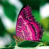 В биопарке Рима можно увидеть тропических бабочек