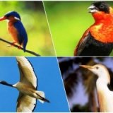 Экзотика: праздник для любителей птиц пройдет в солнечной Гамбии