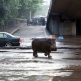 Зоопарк Тбилиси переедет на новую территорию