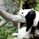 Московский зоопарк обзаведется новым павильоном с животными из Китая