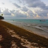 Водоросли не дают туристам отдыхать на пляжах Доминиканы