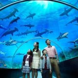 Крупнейший в мире аквариум начал свою работу в Сингапуре