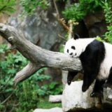 В зоопарке Хельсинки могут поселиться панды