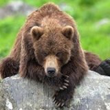 Медведь напал на туристов на Камчатке