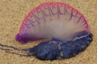 f67c14144 200x133 Карта сайта