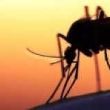 Россиянка умерла от малярии после поездки в Замбию