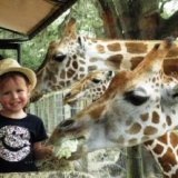 Швейцарским зоопаркам запрещено показывать детенышей животных