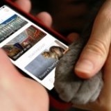 Кошки в Эрмитаже: приложение «Аудиогид» предлагает новую экскурсию