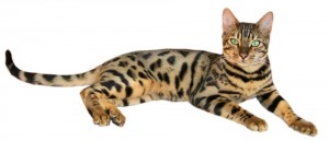 Brown spotted tabby bengal cat 300x129 Кошки
