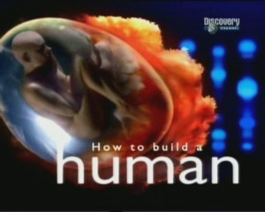 discoveryhow to build a human 300x240 Discovery. Как построить человека (How to Build a Human) 4 серии