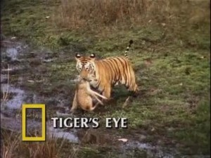 natgeotigers eye1 300x225 Глаз тигра (Tigers Eye)