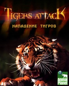 discoverytigers attack 240x300 Discovery. Тигры атакуют (Tigers Attack)