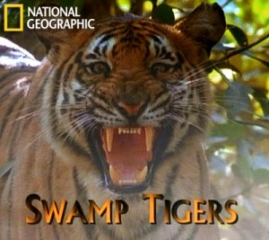 natgeoswamp tigers 300x267 Болотные тигры (Swamp Tigers)