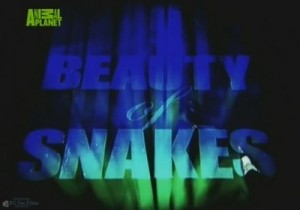 discovery beauty of snakes 300x210 Discovery. Красота змей (Beauty of Snakes)